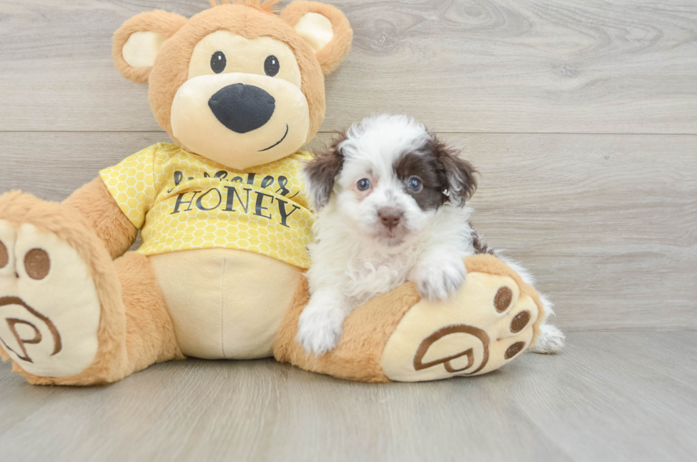 6 week old Mini Aussiedoodle Puppy For Sale - Fairfield Furbabies