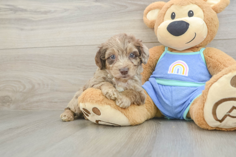 5 week old Mini Aussiedoodle Puppy For Sale - Fairfield Furbabies