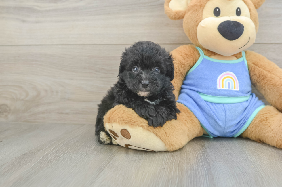 5 week old Mini Aussiedoodle Puppy For Sale - Fairfield Furbabies