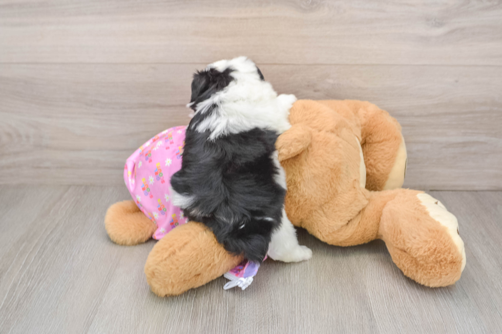 Best Mini Aussiedoodle Baby