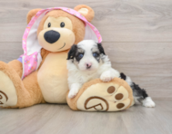 8 week old Mini Aussiedoodle Puppy For Sale - Fairfield Furbabies