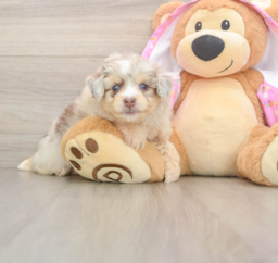 6 week old Mini Aussiedoodle Puppy For Sale - Fairfield Furbabies