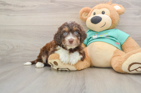 GAMBIT, a Mini Aussiedoodle littermate