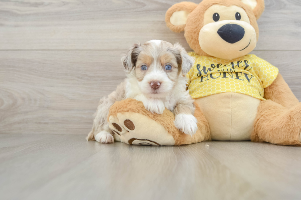 6 week old Mini Aussiedoodle Puppy For Sale - Fairfield Furbabies