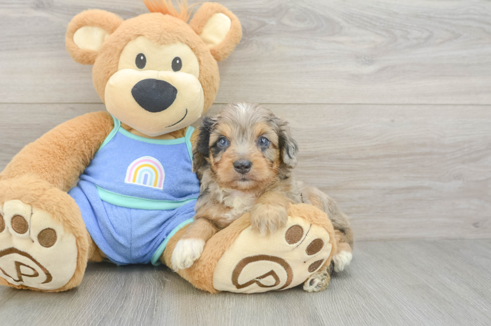 5 week old Mini Aussiedoodle Puppy For Sale - Fairfield Furbabies