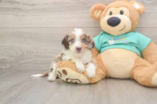 GEMINI, a Mini Aussiedoodle littermate