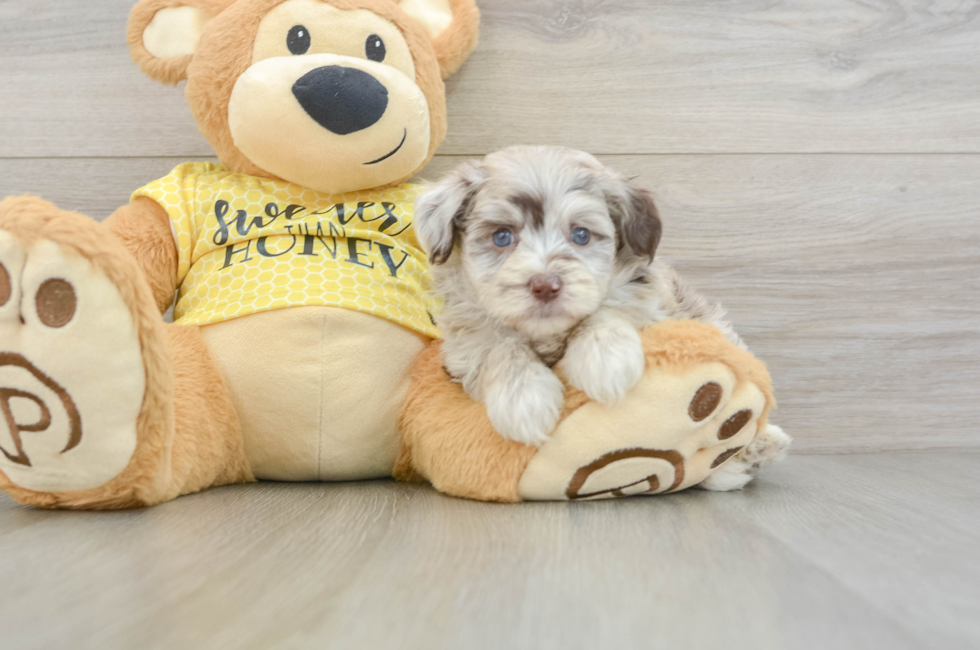 6 week old Mini Aussiedoodle Puppy For Sale - Fairfield Furbabies