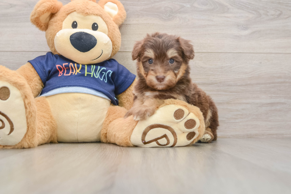 Little Mini Aussiepoo Poodle Mix Puppy