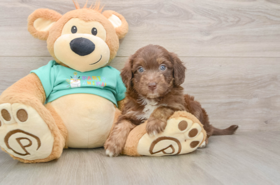 GLITTER, a Mini Aussiedoodle littermate