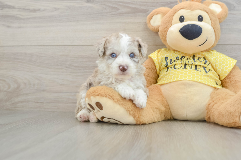 6 week old Mini Aussiedoodle Puppy For Sale - Fairfield Furbabies