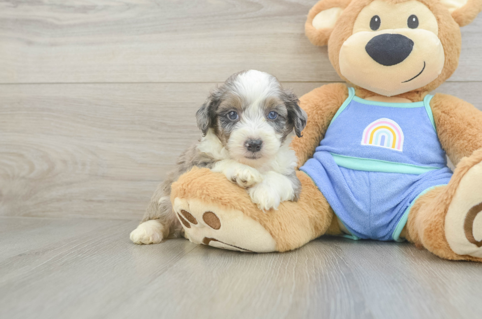 5 week old Mini Aussiedoodle Puppy For Sale - Fairfield Furbabies