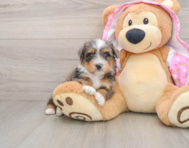 8 week old Mini Aussiedoodle Puppy For Sale - Fairfield Furbabies