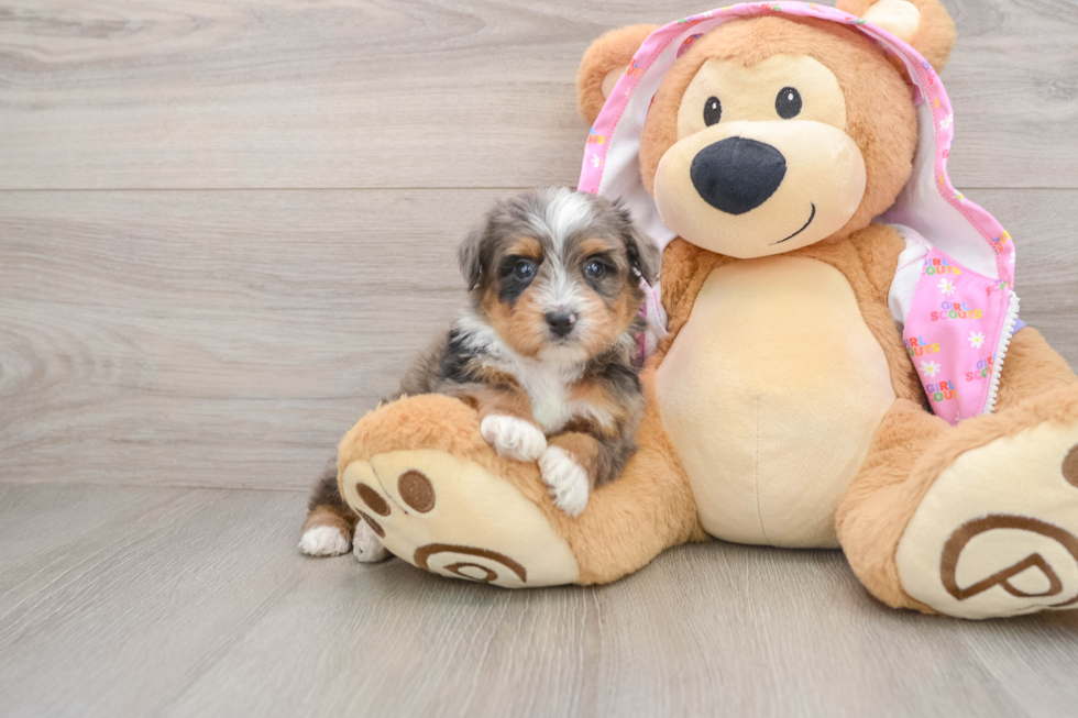 Mini Aussiedoodle Pup Being Cute