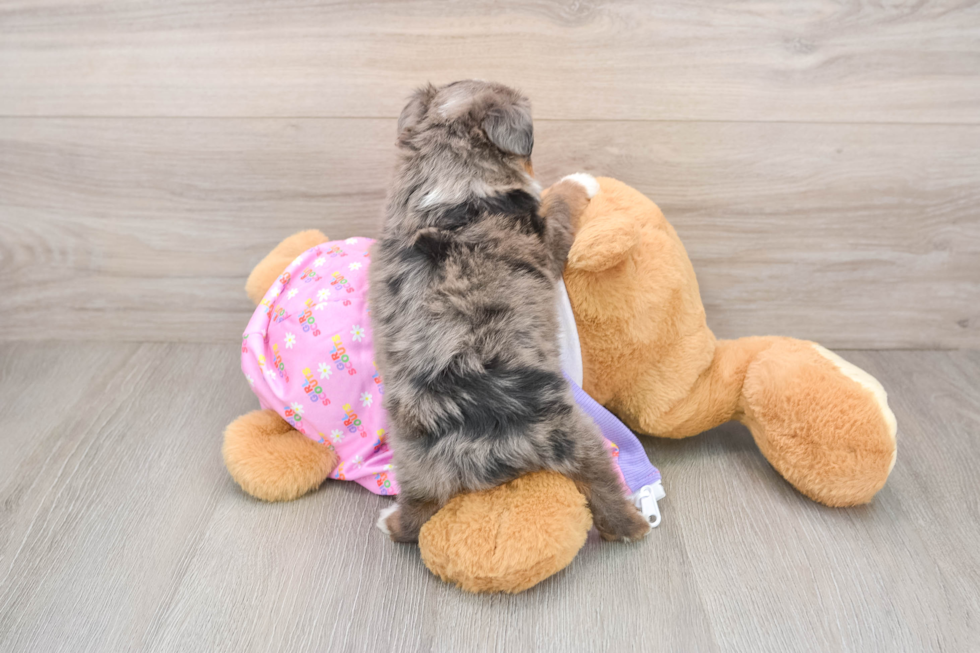 Smart Mini Aussiedoodle Poodle Mix Pup