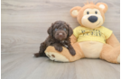Small Mini Aussiedoodle Baby