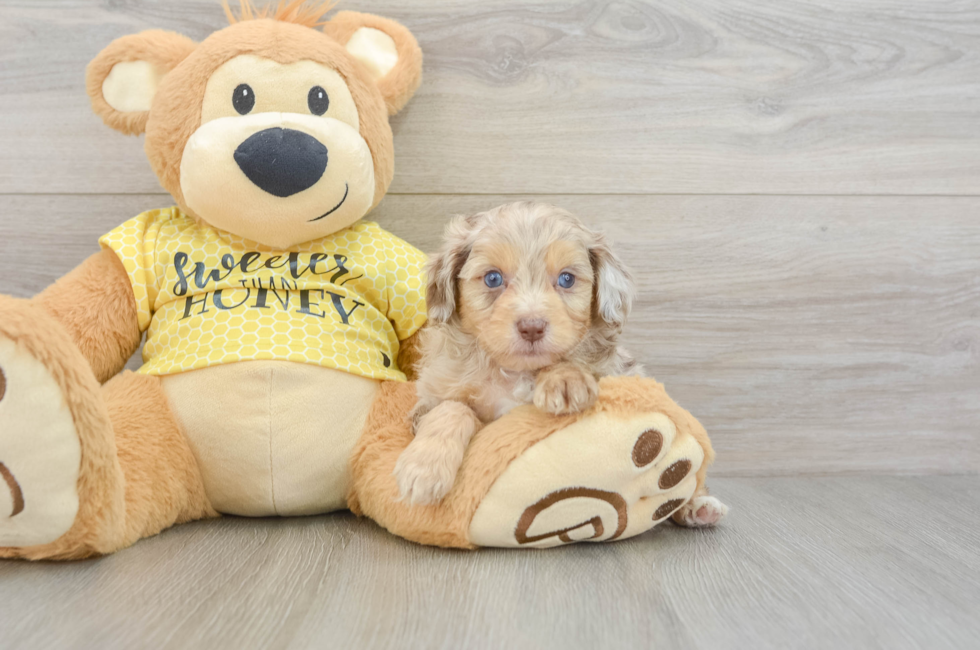 6 week old Mini Aussiedoodle Puppy For Sale - Fairfield Furbabies