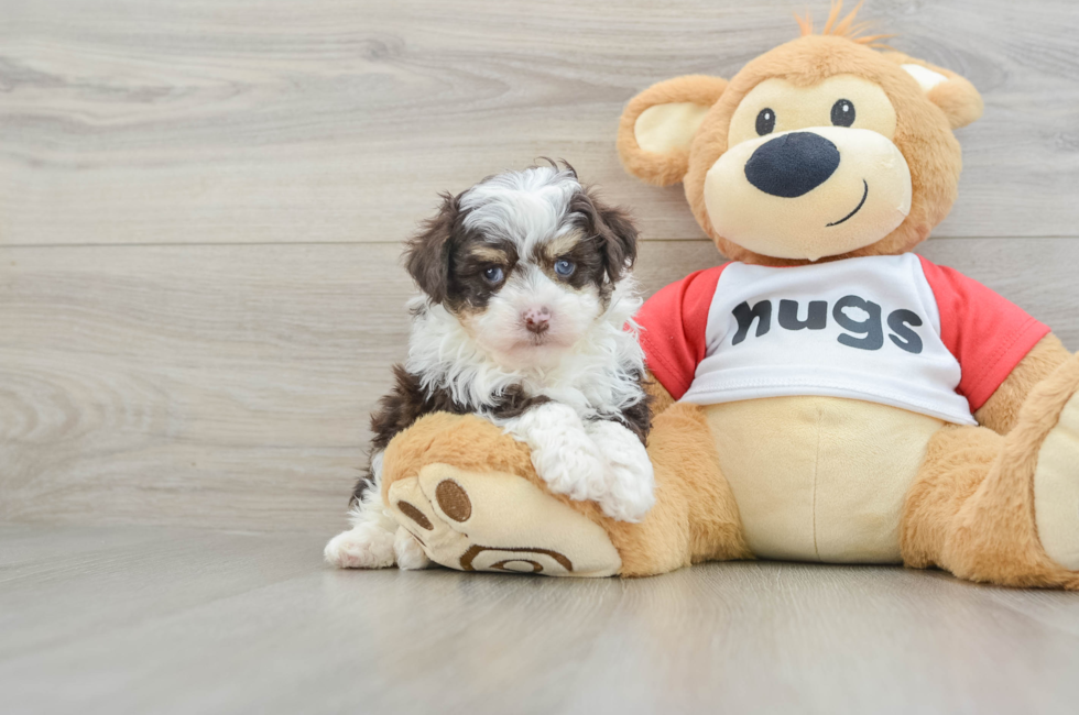 6 week old Mini Aussiedoodle Puppy For Sale - Fairfield Furbabies