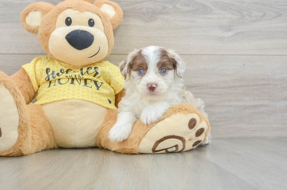 6 week old Mini Aussiedoodle Puppy For Sale - Fairfield Furbabies
