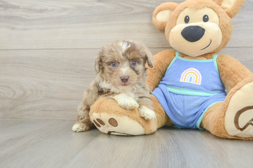 5 week old Mini Aussiedoodle Puppy For Sale - Fairfield Furbabies