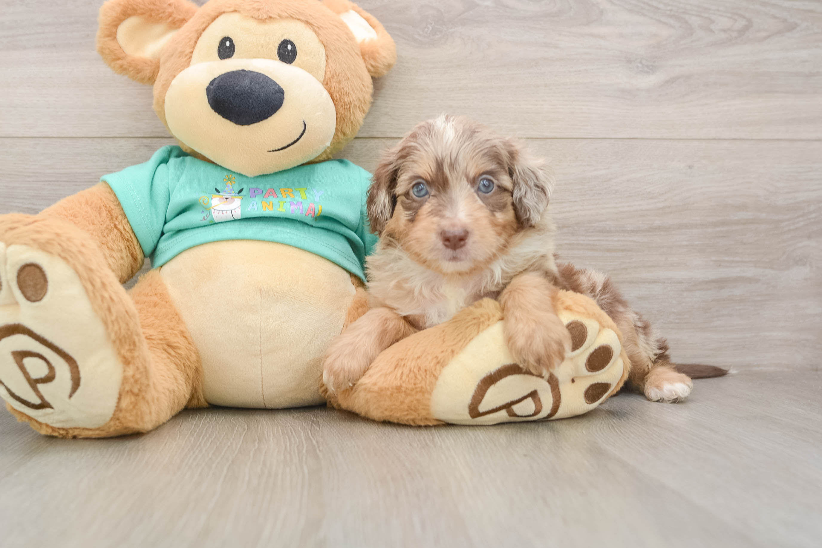 Mini Aussiedoodle Pup Being Cute