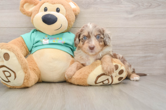 GUNNER, a Mini Aussiedoodle littermate