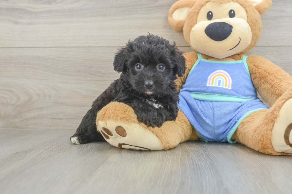 5 week old Mini Aussiedoodle Puppy For Sale - Fairfield Furbabies