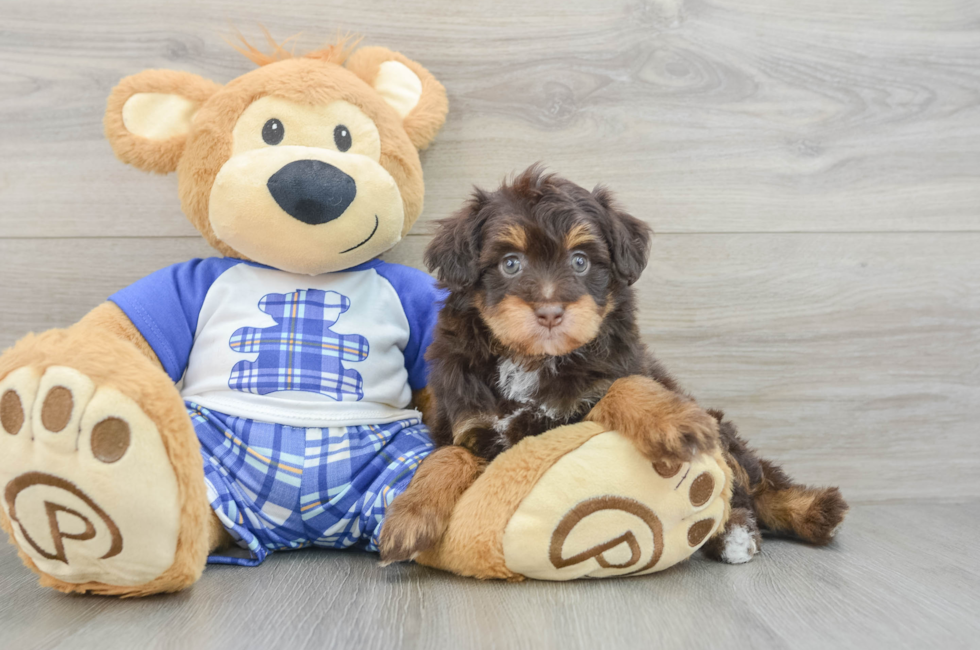6 week old Mini Aussiedoodle Puppy For Sale - Fairfield Furbabies