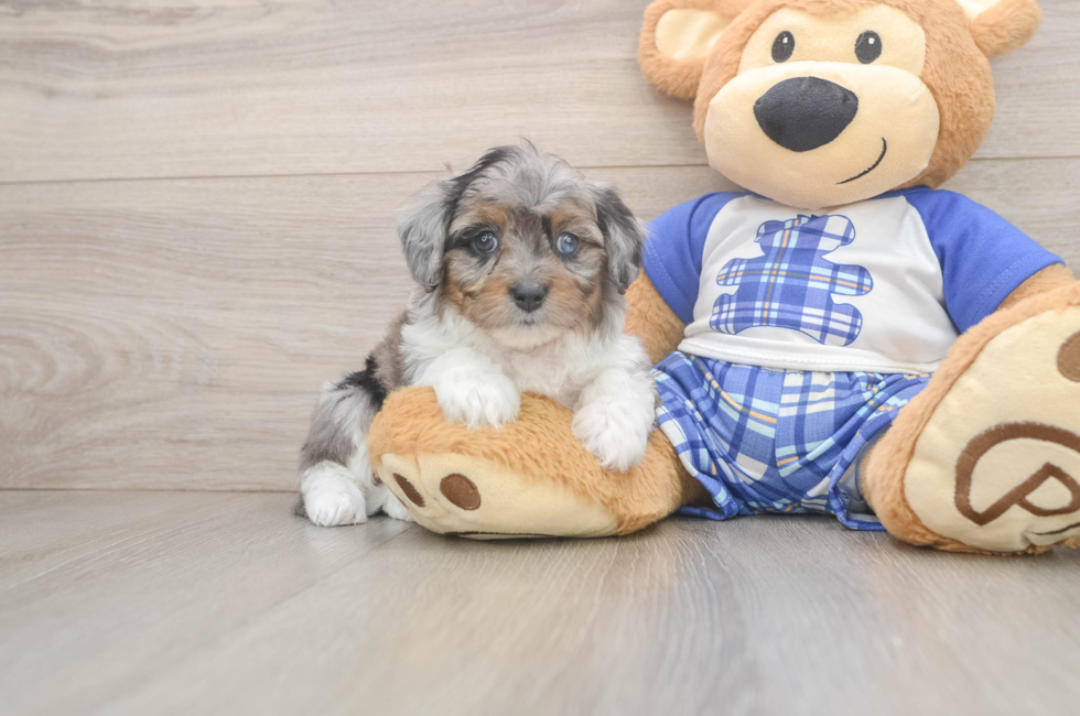 7 week old Mini Aussiedoodle Puppy For Sale - Fairfield Furbabies