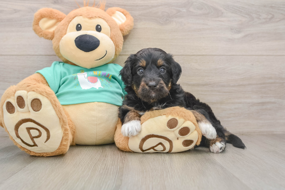 Mini Aussiedoodle Puppy for Adoption
