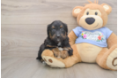 Best Mini Aussiedoodle Baby