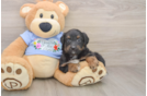 Funny Mini Aussiedoodle Poodle Mix Pup