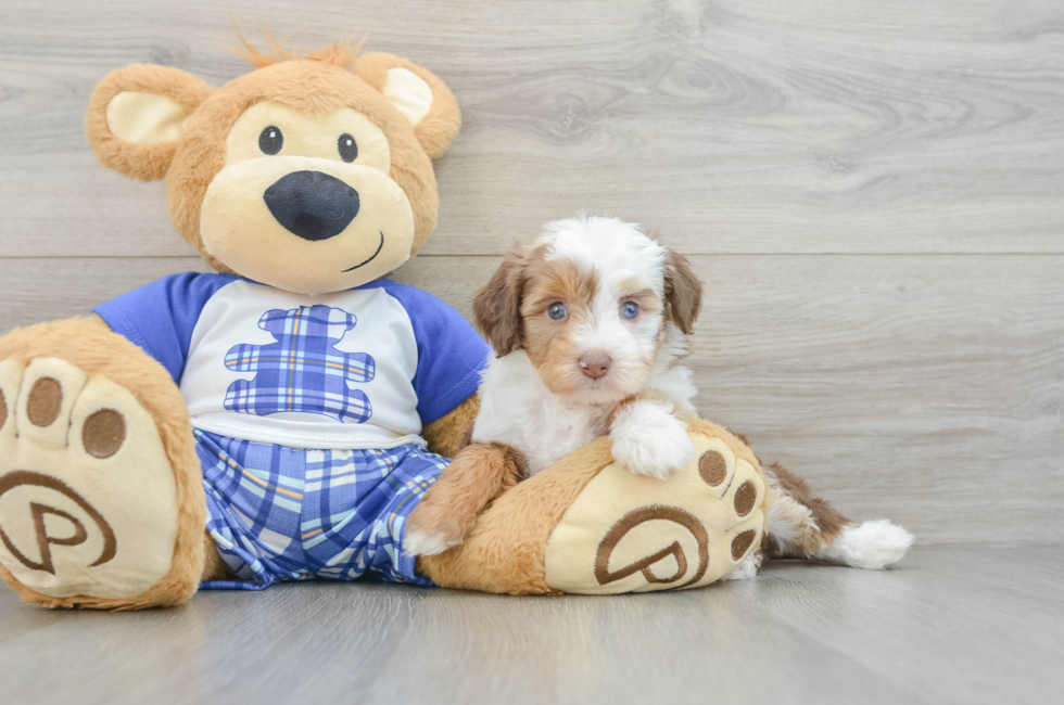6 week old Mini Aussiedoodle Puppy For Sale - Fairfield Furbabies
