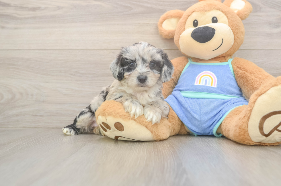 7 week old Mini Aussiedoodle Puppy For Sale - Fairfield Furbabies