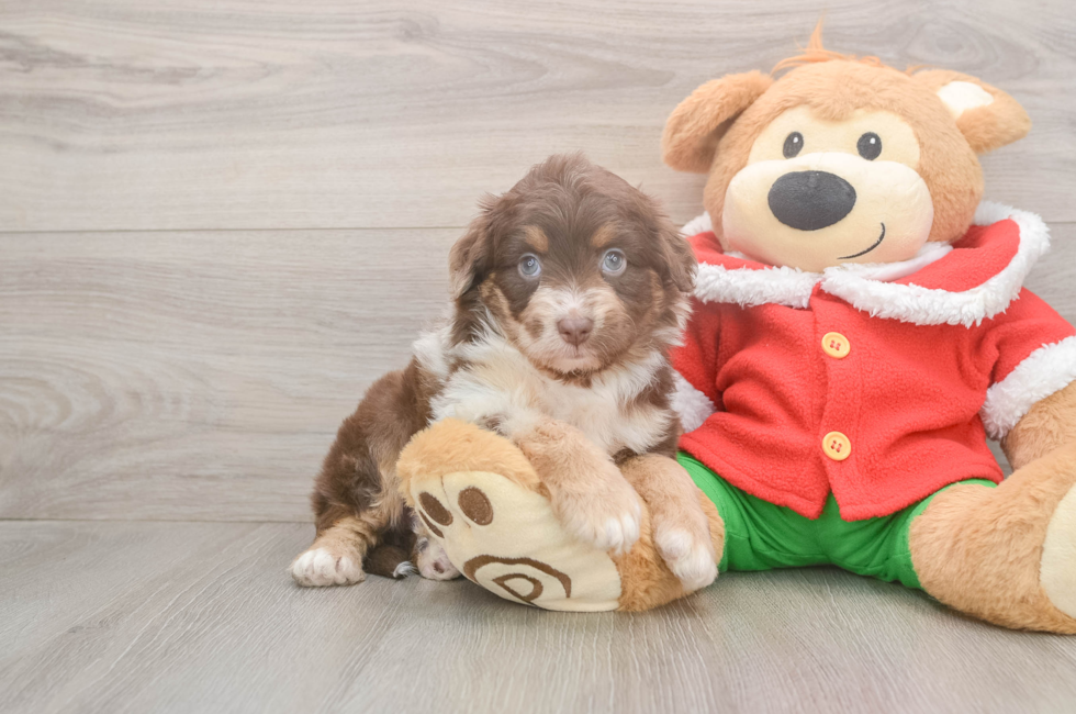 6 week old Mini Aussiedoodle Puppy For Sale - Fairfield Furbabies