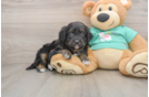 Best Mini Aussiedoodle Baby