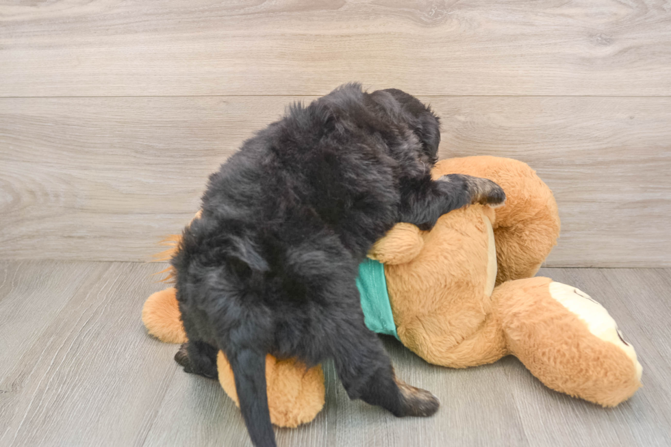 Mini Aussiedoodle Pup Being Cute