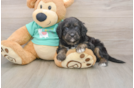 Best Mini Aussiedoodle Baby