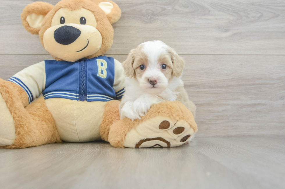 5 week old Mini Aussiedoodle Puppy For Sale - Fairfield Furbabies