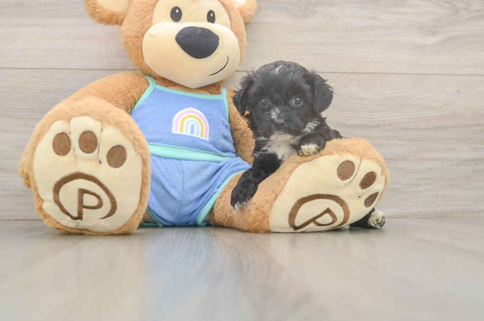7 week old Mini Aussiedoodle Puppy For Sale - Fairfield Furbabies