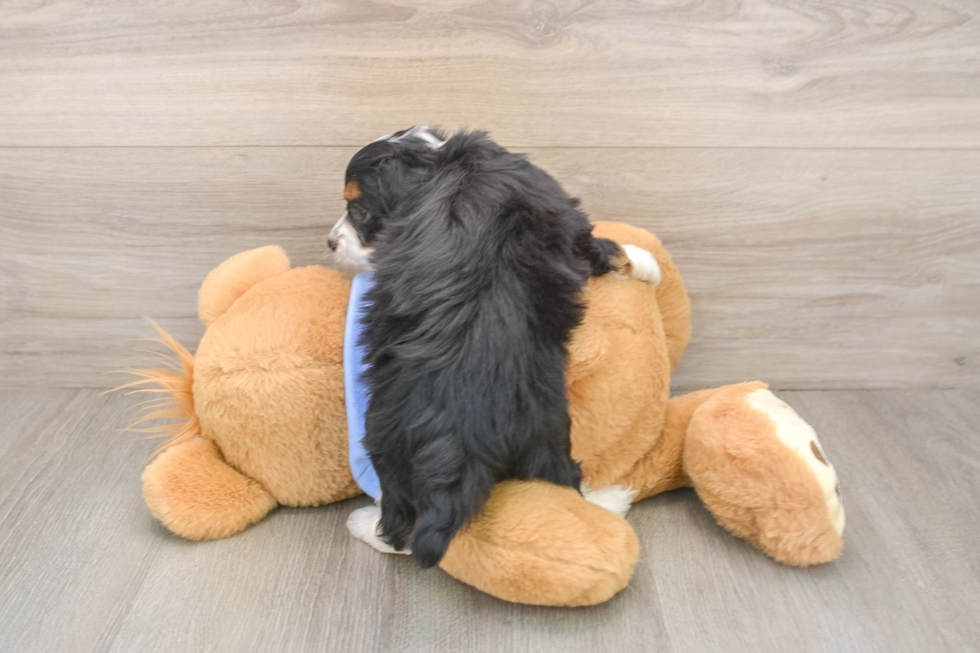 Best Mini Aussiedoodle Baby