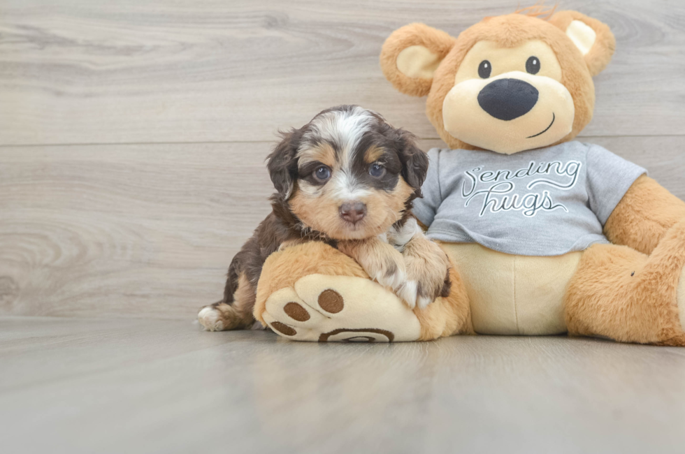 6 week old Mini Aussiedoodle Puppy For Sale - Fairfield Furbabies