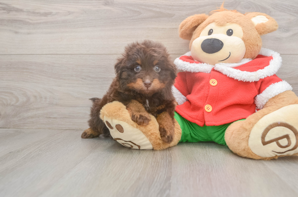 6 week old Mini Aussiedoodle Puppy For Sale - Fairfield Furbabies