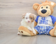 8 week old Mini Aussiedoodle Puppy For Sale - Fairfield Furbabies