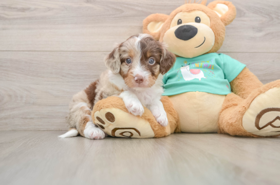 HOMAGE, a Mini Aussiedoodle littermate