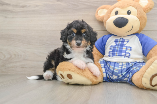 HOMAGE, a Mini Aussiedoodle littermate