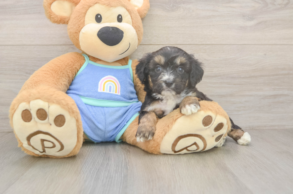 7 week old Mini Aussiedoodle Puppy For Sale - Fairfield Furbabies