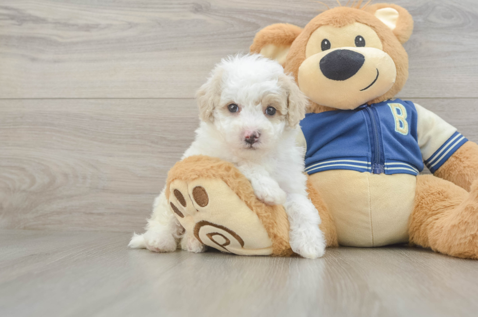 5 week old Mini Aussiedoodle Puppy For Sale - Fairfield Furbabies