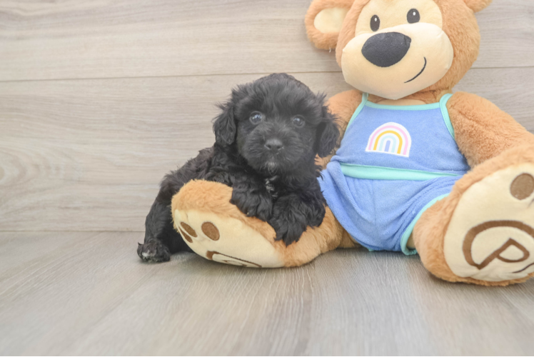Mini Aussiedoodle Pup Being Cute