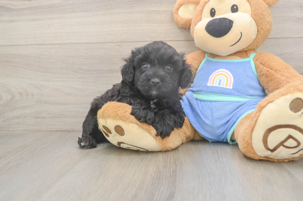 7 week old Mini Aussiedoodle Puppy For Sale - Fairfield Furbabies