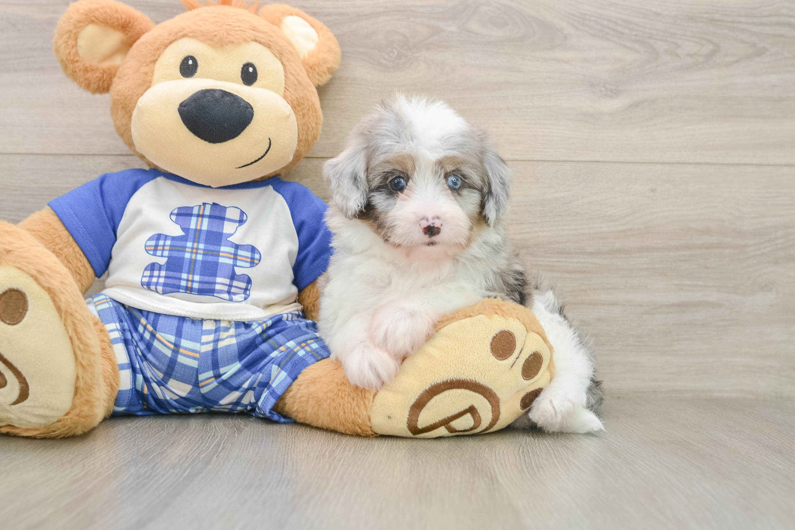Smart Mini Aussiedoodle Poodle Mix Pup